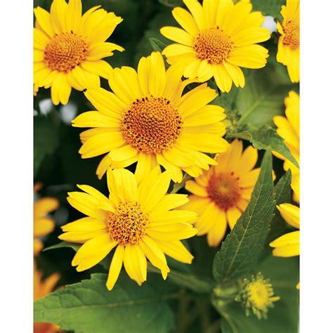 full sun flowers home depot|full sun flowers for garden.